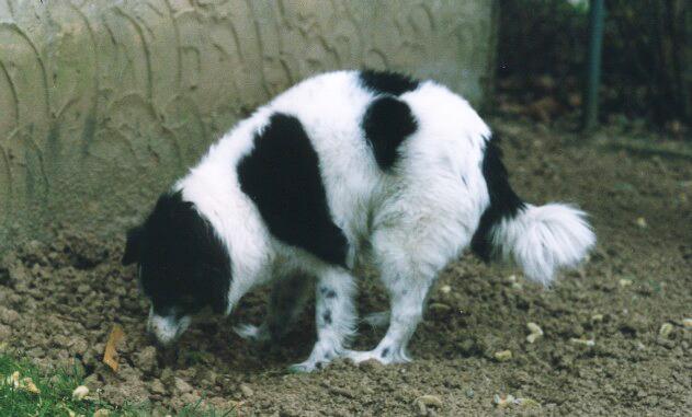 Cora buddelt