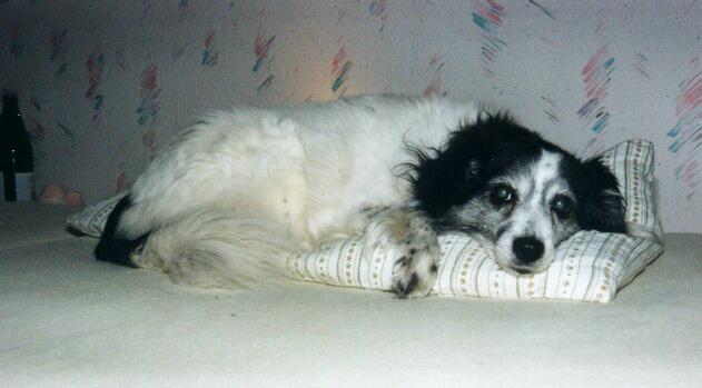 Cora im Bett 2