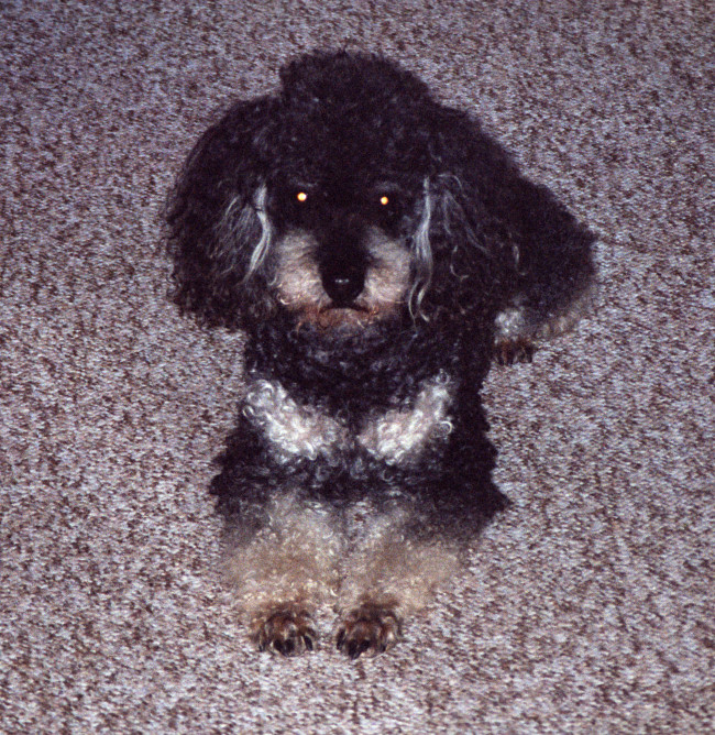 Felix 02 Felix 02