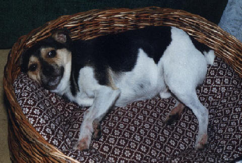 Ossi im Koerbchen Ossi im Koerbchen