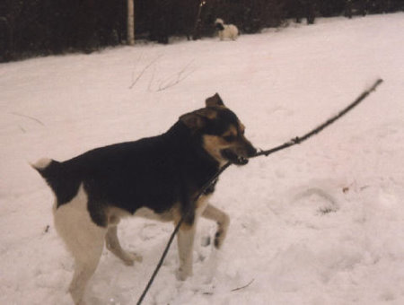 Ossi im Schnee 1 Ossi im Schnee 1
