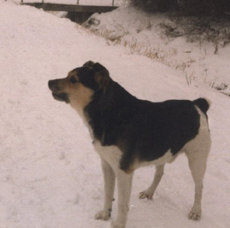 Ossi im Schnee 2 Ossi im Schnee 2