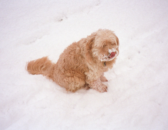 Struppi Schnee 03 Struppi Schnee 03
