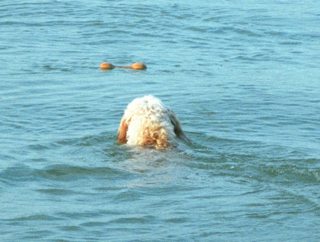 Struppi Wasser 02 Struppi Wasser 02