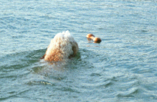Struppi Wasser 03 Struppi Wasser 03