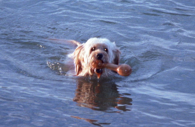 Struppi Wasser 05 Struppi Wasser 05