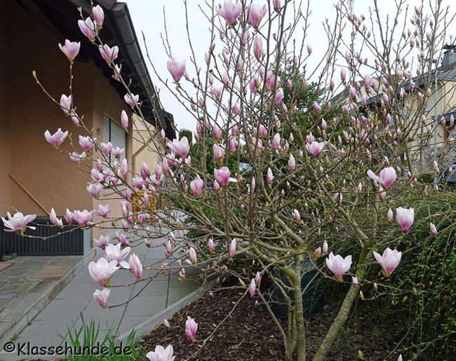 Magnolie 0002