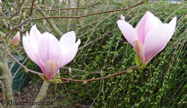 Magnolie 0004