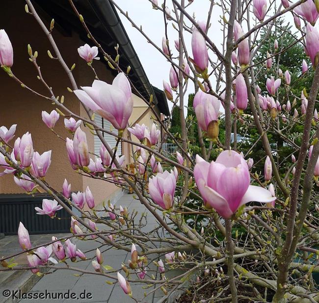 Magnolie 0007