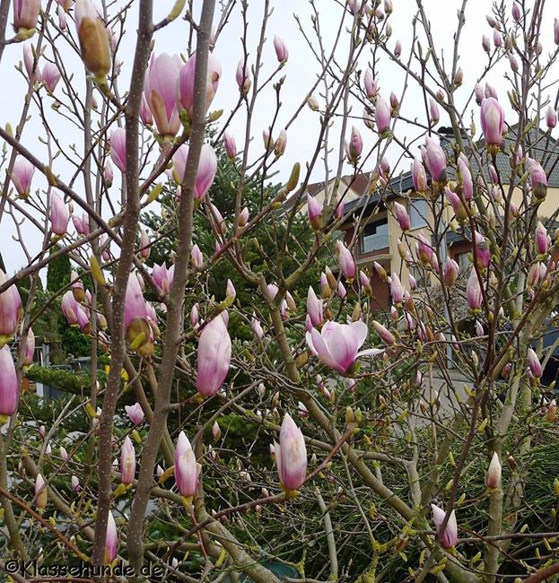 Magnolie 0008